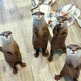 Cute And Funny Otters