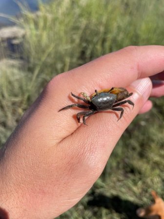 Very Small And Unusual Animals