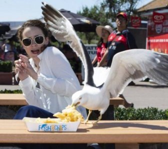 Funny Seagulls Stealing Food