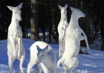 Awesome Albino Animals