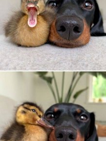Cute Ducks