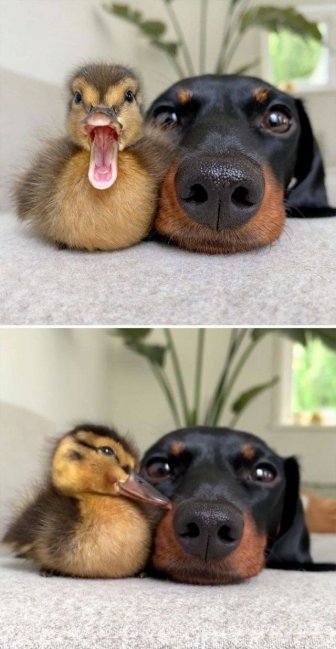 Cute Ducks