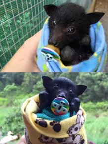 Cute And Funny Bats