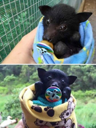 Cute And Funny Bats