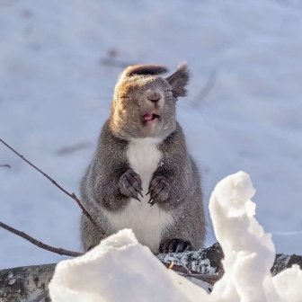 Funny And Cute Squirrels