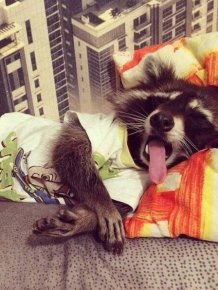 Cute And Funny Raccoons