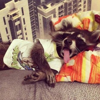 Cute And Funny Raccoons