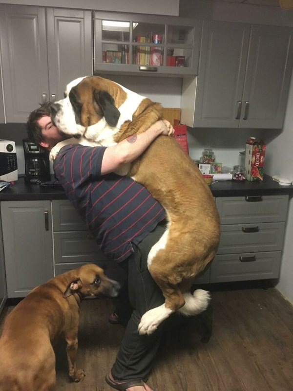 Huge Dogs, part 3