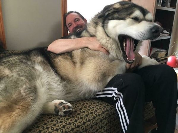 Huge Dogs, part 3