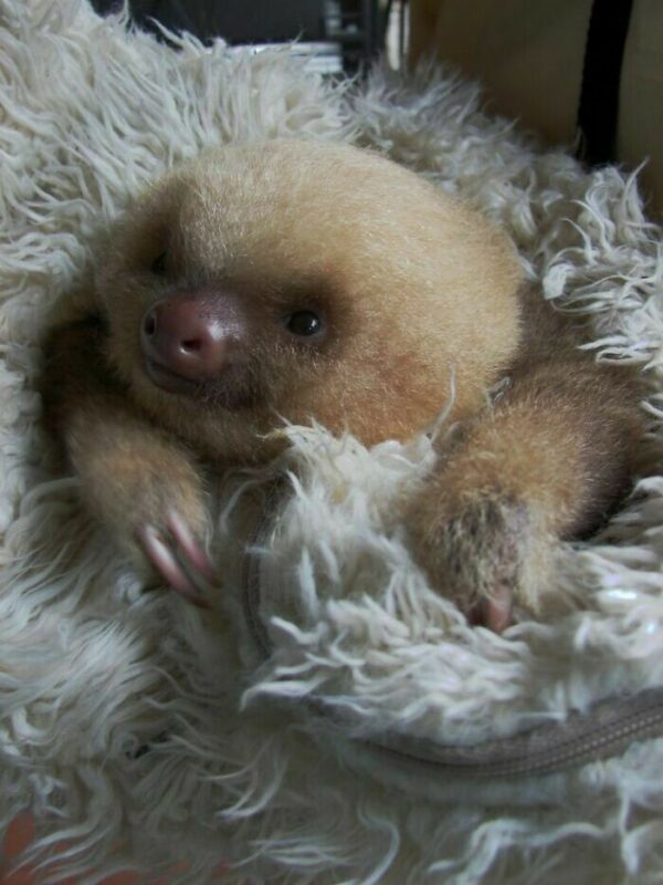 Cute Sloths