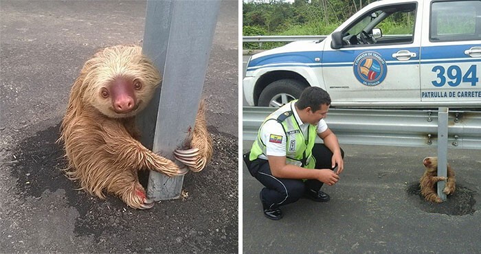 Cute Sloths