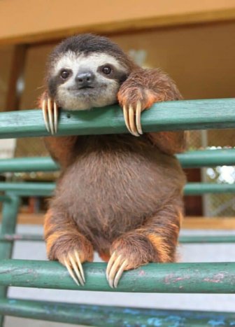 Cute Sloths