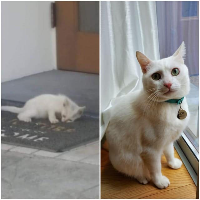 Animals Before And After They Found Their New Home