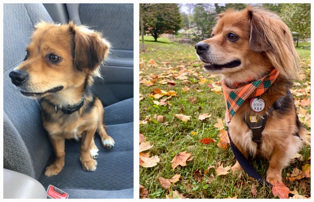 Animals Before And After They Found Their New Home