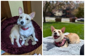 Animals Before And After They Found Their New Home