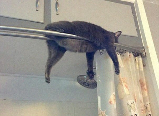 Cats Can Sleep Everywhere, part 2