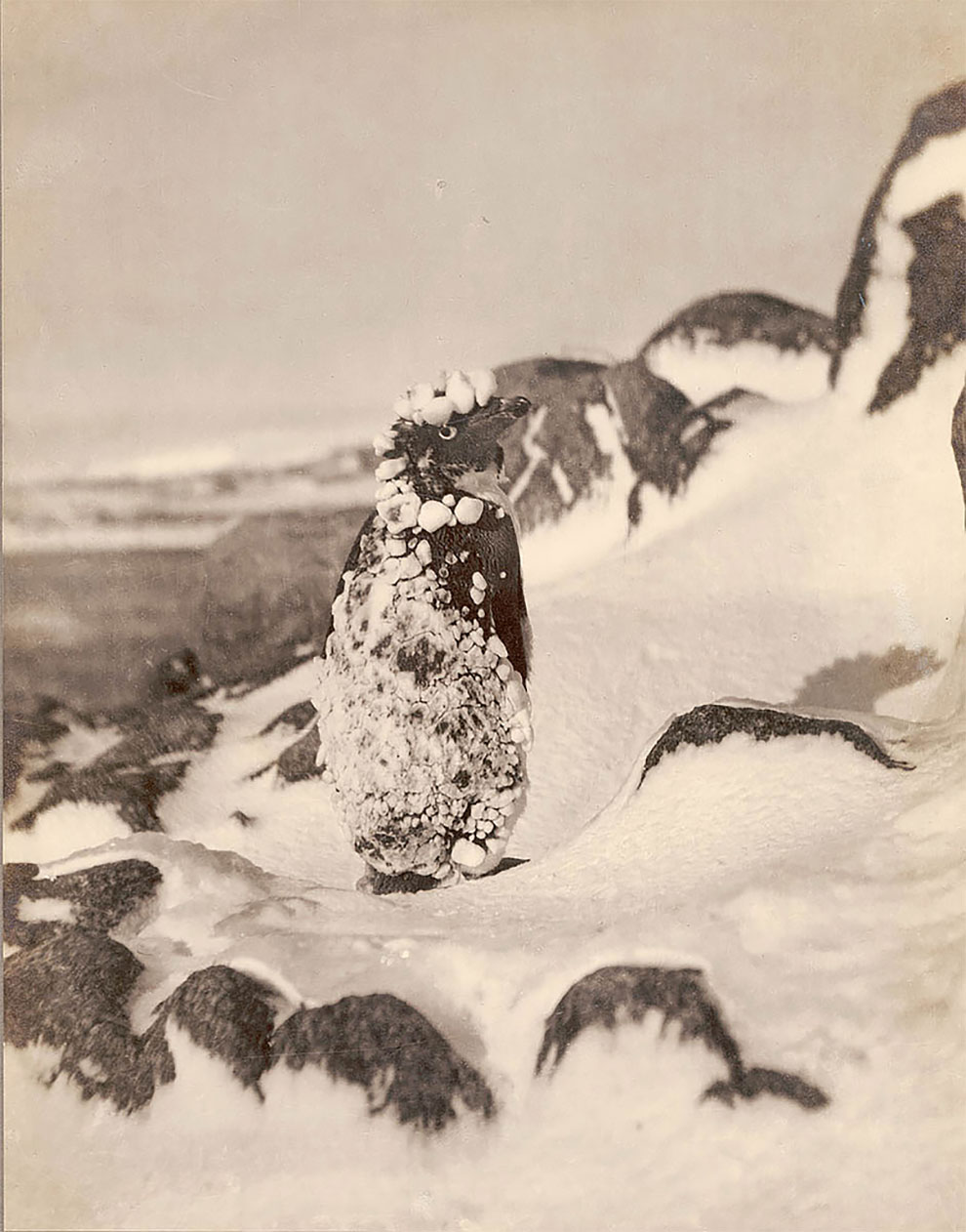 Rare Photos: First Australian Antarctic Expedition