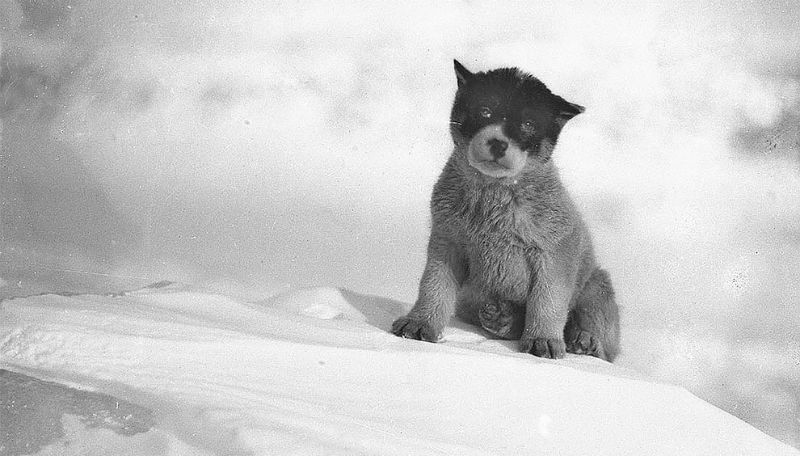 Rare Photos: First Australian Antarctic Expedition