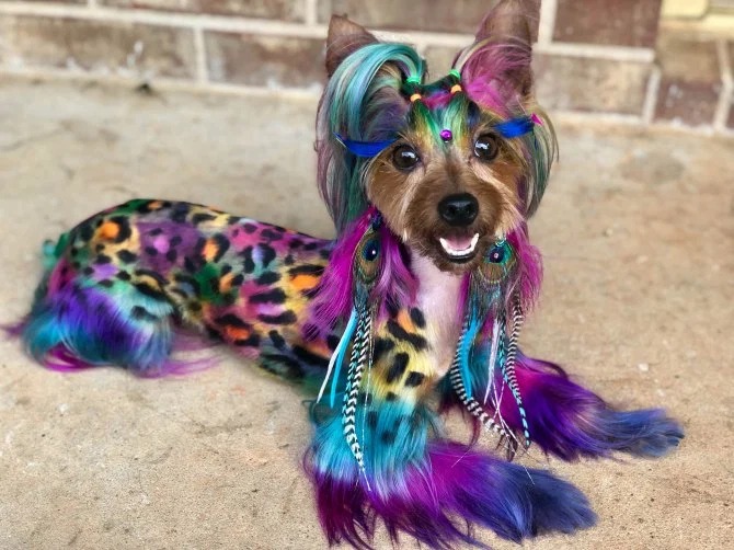 Fancy Colored Pets