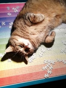 Cats And Puzzles