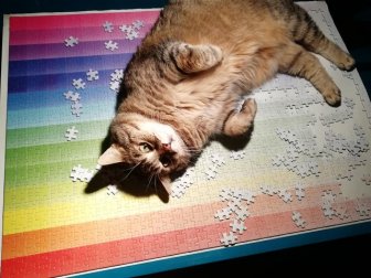 Cats And Puzzles