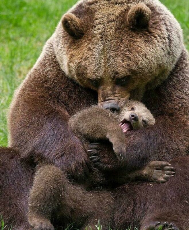 Cute Bears, part 2
