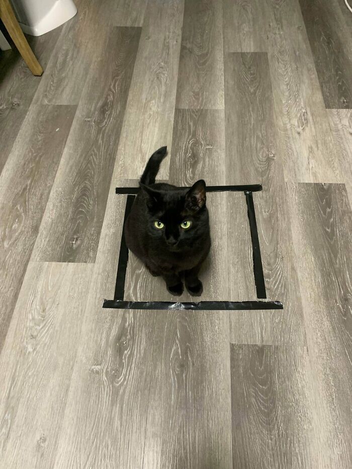 Perfect Traps For Cats