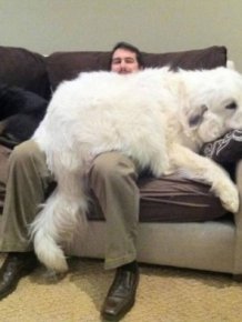 Very Big Dogs