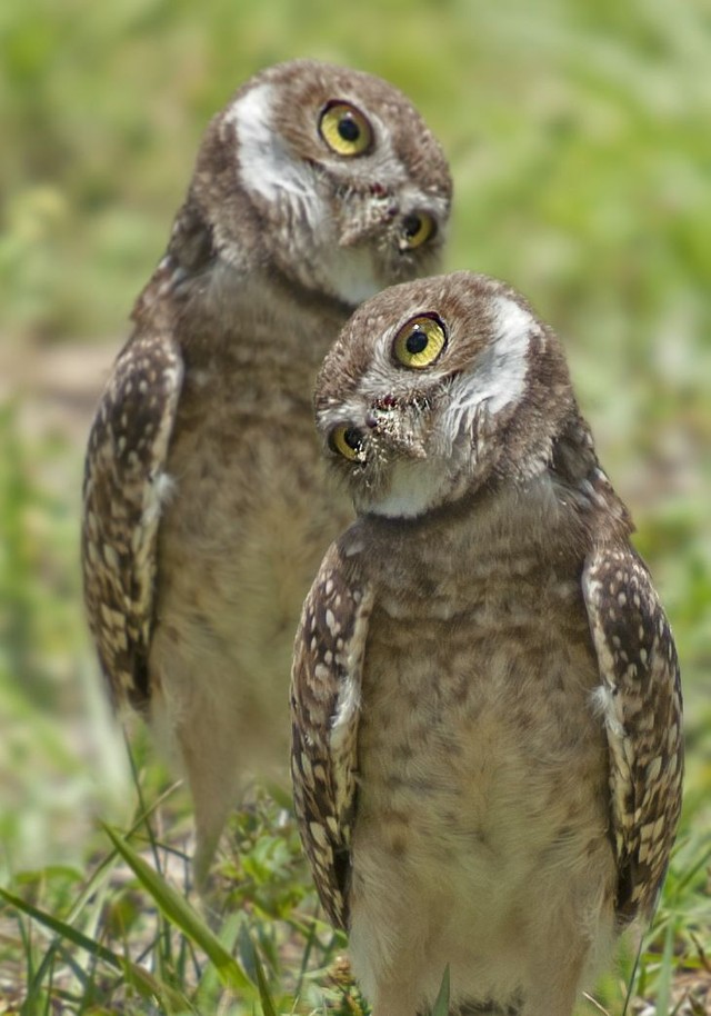 Funny Owls, part 2