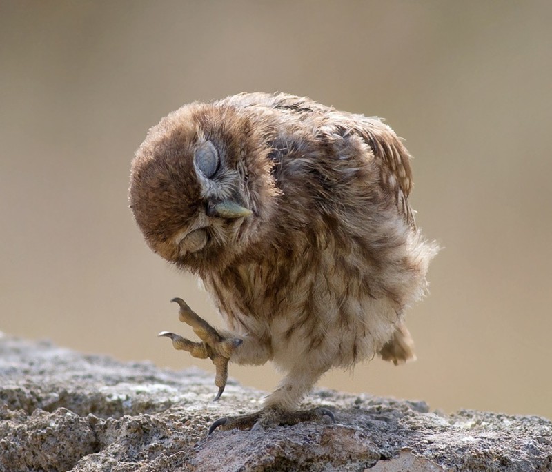 Funny Owls, part 2