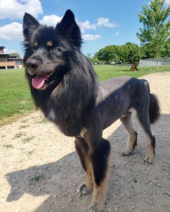 Funny Animals After Groomers