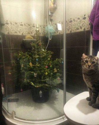 How To Save Your Christmas Tree From Your Pet