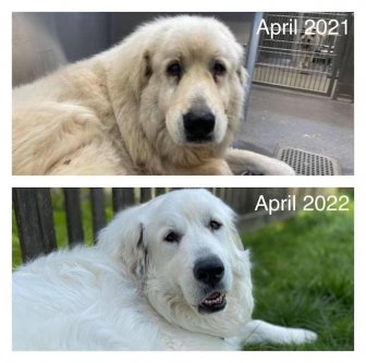 Animals Before And After They Found Their New Home