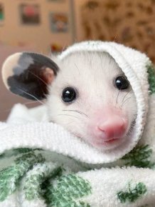 Funny And Cute Opossums