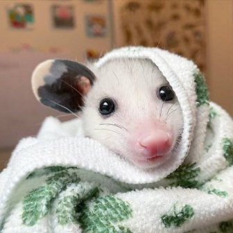 Funny And Cute Opossums