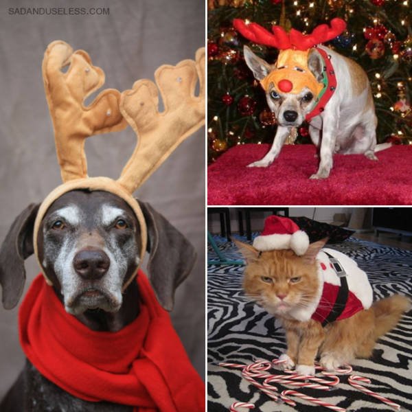 Christmas Pets, part 2