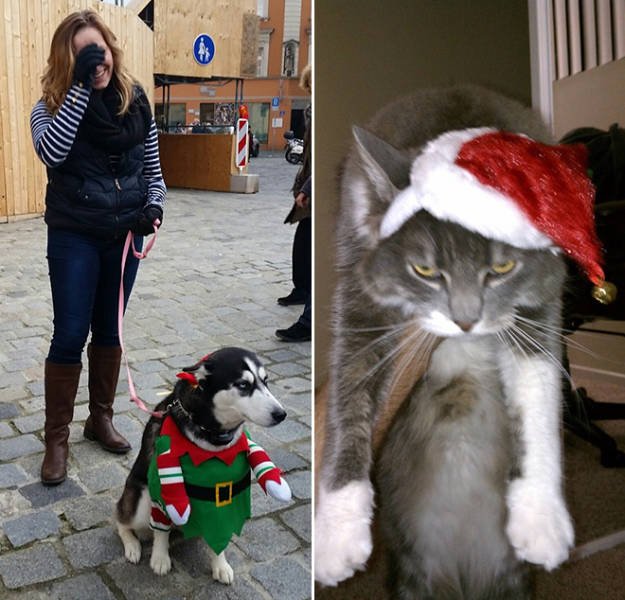 Christmas Pets, part 2