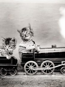 Vintage Cats Photos