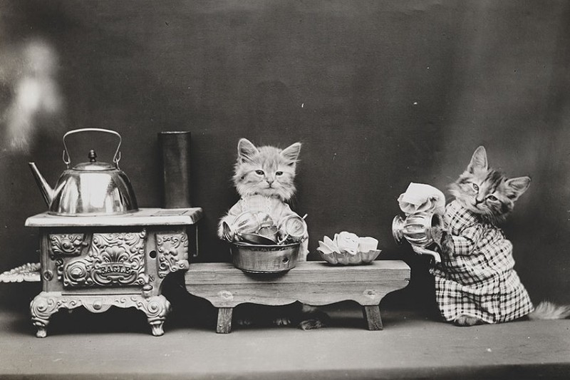 Vintage Cats Photos, part 2