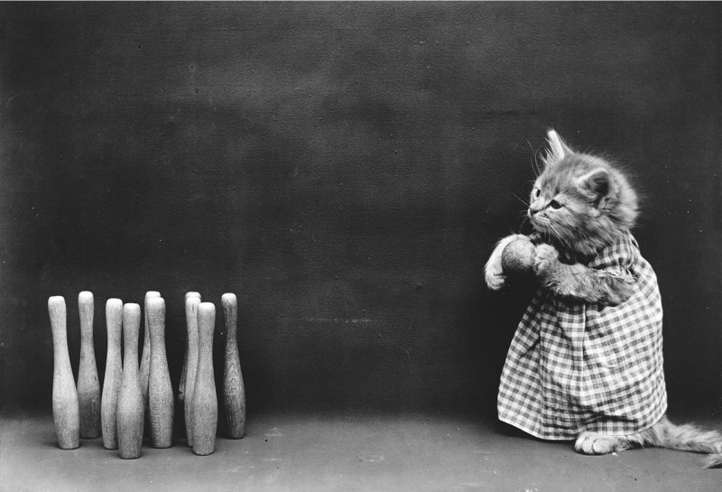 Vintage Cats Photos, part 2