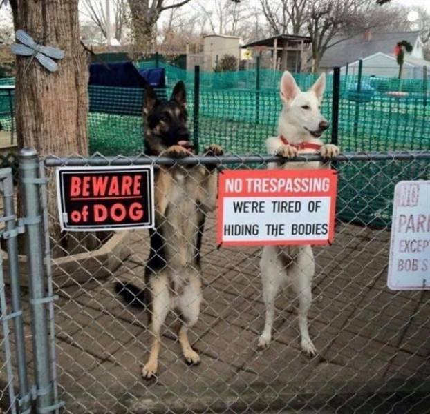 Very Dangerous Dogs