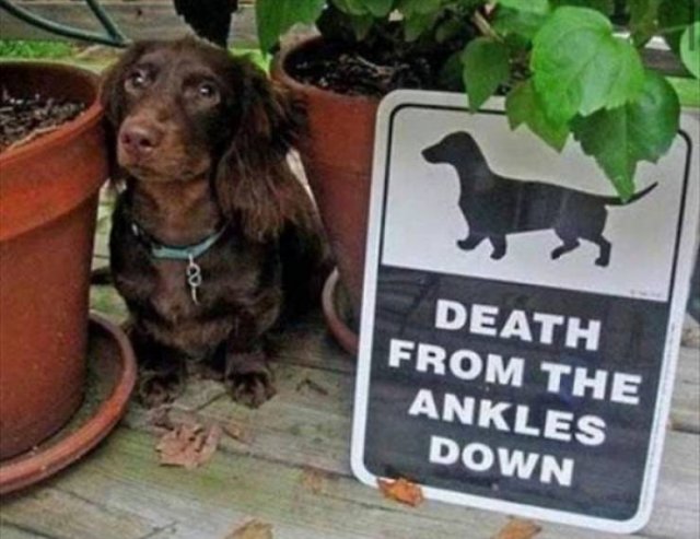 Very Dangerous Dogs