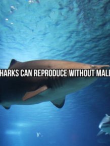 Interesting Facts About Sharks