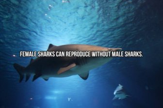 Interesting Facts About Sharks