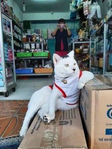 Funny Cats In Shops