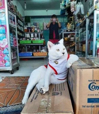 Funny Cats In Shops