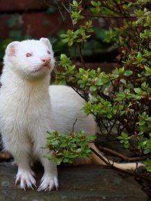 Unusual Albino Animals