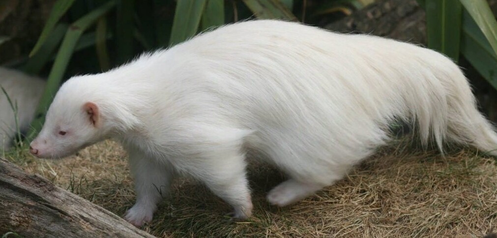 Unusual Albino Animals