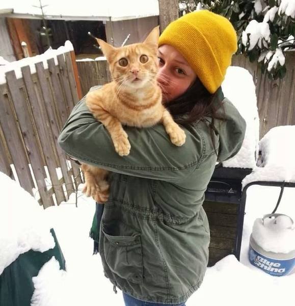 Cats And Snow
