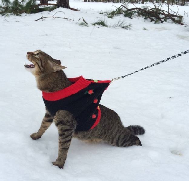 Cats And Snow